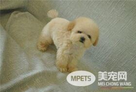 茶杯泰迪犬肩高 茶杯泰迪犬肩高不超过8英寸