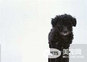 茶杯泰迪犬肩高 茶杯泰迪犬肩高不超过8英寸
