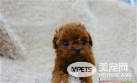 茶杯泰迪犬好养吗 茶杯泰迪犬是比较好养的