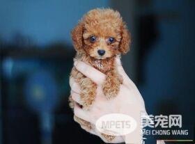 茶杯泰迪犬好养吗 茶杯泰迪犬是比较好养的