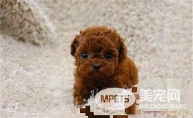 茶杯泰迪犬多大 泰迪犬的体型在18厘米以下