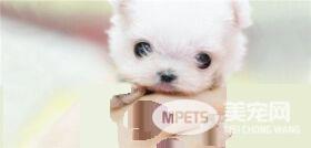 茶杯泰迪犬多大 泰迪犬的体型在18厘米以下