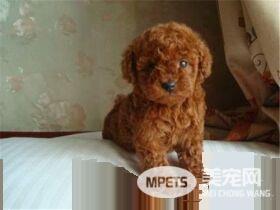 茶杯泰迪犬的样子 肩高在20厘米以内的泰迪犬