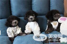 茶杯泰迪犬的样子 肩高在20厘米以内的泰迪犬