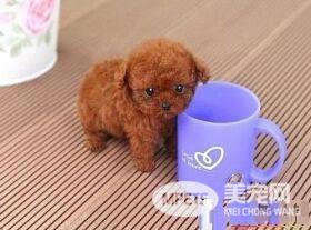 茶杯泰迪犬的饲养 饮食要控制得比一般狗严格