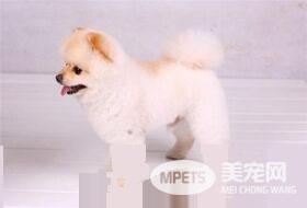 博美犬好不好养 博美犬是不好养的狗狗