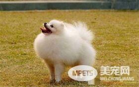 博美犬好不好养 博美犬是不好养的狗狗