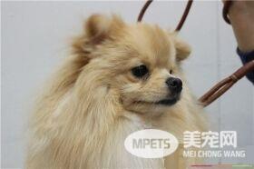 博美犬狗粮 选择博美犬狗粮需要注意的事项
