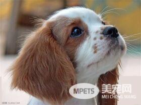 茶杯泰迪犬的寿命 寿命在12到15年左右