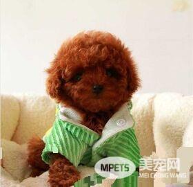 茶杯泰迪犬的寿命 寿命在12到15年左右