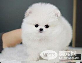 博美犬烦躁不安 博美犬烦躁不安是怎么回事