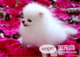 博美犬烦躁不安 博美犬烦躁不安是怎么回事