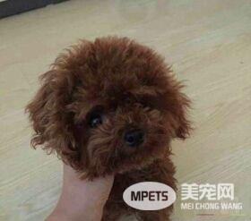 茶杯泰迪犬吃什么 茶杯泰迪犬的食物注意事项