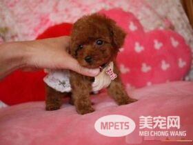 茶杯泰迪犬吃什么 茶杯泰迪犬的食物注意事项