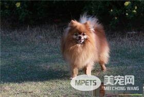 博美犬的原产地 博美犬的原产地就是德国
