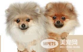 博美犬的原产地 博美犬的原产地就是德国