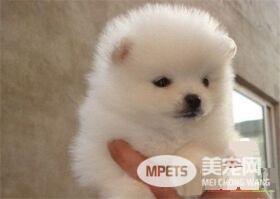 博美犬的优缺点 对人非常的友好没有攻击性