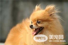 博美犬的优缺点 对人非常的友好没有攻击性