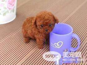 茶杯泰迪犬不听话能揍吗 茶杯泰迪犬的训练技巧