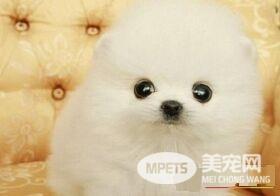 博美犬的寿命是多少年 一般寿命可达10到20年
