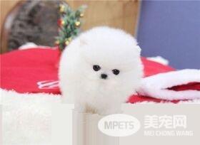 博美犬的寿命是多少年 一般寿命可达10到20年