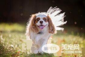 查理士王小猎犬智商 查理士王小猎犬智商较高