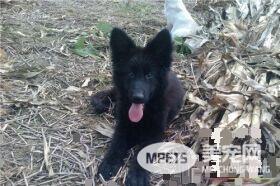 比利时牧羊犬交配期 6到8个月第一次发情