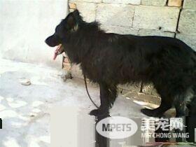 比利时牧羊犬交配期 6到8个月第一次发情