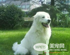 大白熊犬咬主人么 大白熊犬有喜欢咬人的恶习