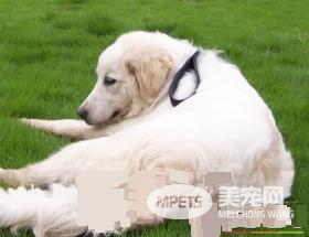 大白熊犬咬主人么 大白熊犬有喜欢咬人的恶习
