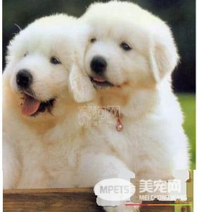 大白熊犬性格怎么样 性情温和耐力好体能强