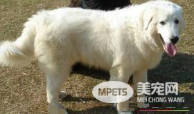 大白熊犬性格怎么样 性情温和耐力好体能强