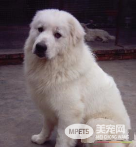 大白熊犬凶么 大白熊犬性格还是比较情温和的