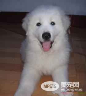 大白熊犬凶么 大白熊犬性格还是比较情温和的