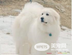 大白熊犬听不听话 训练大白熊犬听话的方法