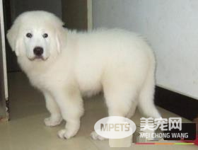 大白熊犬听不听话 训练大白熊犬听话的方法