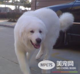 大白熊犬体味大吗 大白熊的体味不是很重