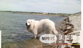 大白熊犬体味大吗 大白熊的体味不是很重