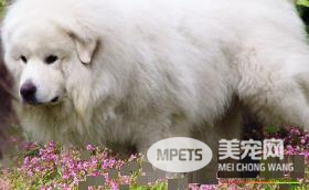 大白熊犬特征 身躯披覆着厚实浓密的被毛