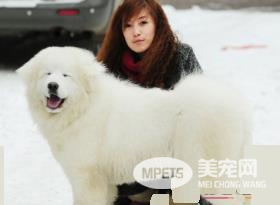 大白熊犬特征 身躯披覆着厚实浓密的被毛