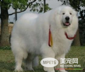 大白熊犬智商高吗 是比较聪明的大型犬