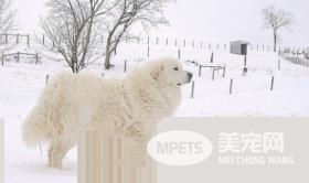 大白熊犬智商高吗 是比较聪明的大型犬