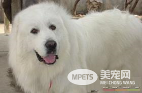 大白熊犬寿命最长 平均寿命一般在12到15岁左右