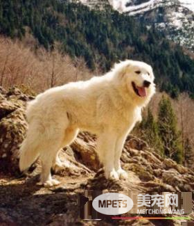 大白熊犬寿命最长 平均寿命一般在12到15岁左右