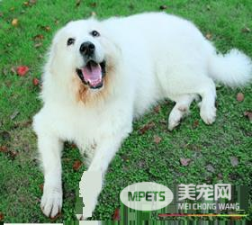 大白熊犬是哪里的 古罗马人带到西班牙的犬种