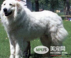 大白熊犬是哪里的 古罗马人带到西班牙的犬种
