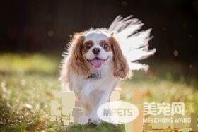 查理士王小猎犬年龄 寿命在9到12岁左右