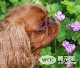 查理士王小猎犬年龄 寿命在9到12岁左右