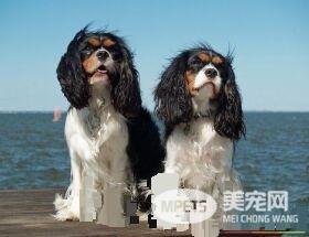 查理士王小猎犬掉毛嘛 查理士王小猎犬掉毛原因