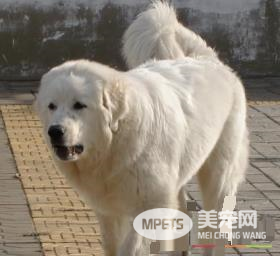 大白熊犬如何辨认 白金毛犬与大白熊犬的区别